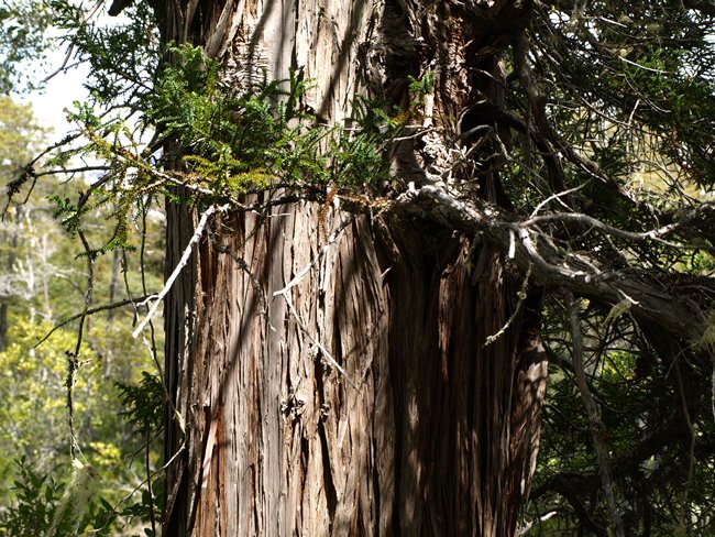 ../../Pictures/231209/008 Alerce.JPG